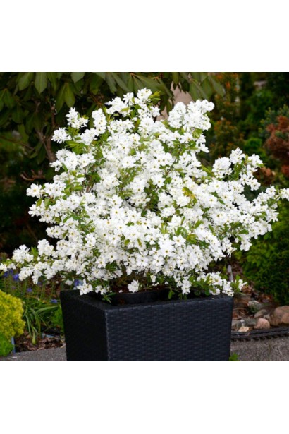 Exochorda `Magical Springtime` догляд